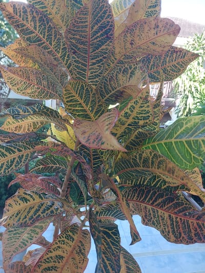 In Baan Mae Nam, Thailand, a close-up, high-angle shot captures a vibrant Croton plant. The plant features large, elongated leaves with intricate vein patterns in dark green and yellow, accented by reddish-brown edges. The background is softly blurred, showing hints of tropical foliage, a tiled surface, and a blurred structure that suggests an outdoor or semi-outdoor setting. The lighting indicates it is daytime, with sunlight illuminating the leaves. No people or animals are visible in the frame.