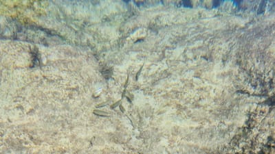 The image shows a shallow, sandy seabed with several small fish swimming in the clear water. The fish are slender and silvery, and they appear to be schooling together. The seabed is covered with fine sand and small pebbles, with some patches of seaweed. The lighting suggests it is daytime, and the water is calm. The scene is located in the waters off the coast of Leporano, Italy, a coastal town in the province of Taranto in the Apulia region.