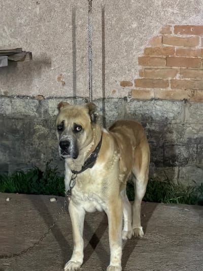 A medium shot shows a light brown and white dog standing on a concrete surface. The dog is facing the camera with its head slightly tilted to the left. It has a black collar and a chain leash attached to the collar. The dog's fur is short and appears to be thick. Behind the dog is a brick wall that is partially covered with plaster. The wall appears to be old and weathered. To the left of the dog, there is a patch of green grass. The ground in front of the dog is concrete. The lighting in the image is dim, suggesting it was taken at night or in a poorly lit area. The scene appears to be outdoors, possibly in a yard or alleyway. The image was taken in the city of Kirchevo, Bulgaria.