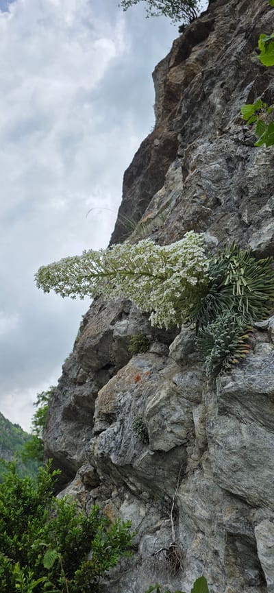 The image captures a vibrant natural scene featuring a rugged rock face adorned with various resilient plants, viewed from below against an overcast sky. The main subject is a large, gray-brown rock overhang or cliff, textured with layers and crevices, occupying the upper portion of the frame.
Prominently hanging from the rock, slightly left of center, is a magnificent flowering plant with a long, dense raceme of numerous small white flowers. Above and to the right of this flowering display, several clumps of green, rosette-forming succulent-like plants cling directly to the rock surface. Other smaller clusters of similar greenery are scattered across the rock face. Additional green foliage from surrounding trees or bushes is visible at the very top edge and in the lower right corner, indicating a vegetated environment.
The activity depicted is purely natural growth. The scene illustrates the tenacity of plant life in a challenging rocky habitat.
The time of day appears to be daytime, under an overcast sky, as indicated by the soft, diffused light and the presence of light gray clouds filling the lower part of the image beneath the rock overhang. There are no direct shadows, suggesting a cloudy or hazy day. The location cues, such as the rocky cliff and specialized alpine-like plants, point to a mountainous or high-altitude terrain, consistent with Sahún, Spain. The overall impression is one of natural beauty and the enduring power of nature. No visible text is present.