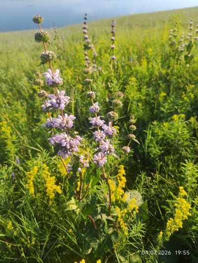 In Konovalovo, Russia, a close-up of wild flora is captured with a soft focus on a cluster of pale purple flowers with fuzzy petals, growing on a tall, slender stem. These flowers are surrounded by a dense field of green grass and interspersed with small, bright yellow wildflowers. The background shows a blurry, rolling green hill under a bright sky. A date and time stamp, "04.07.2026 19:55", is visible in the lower right corner.