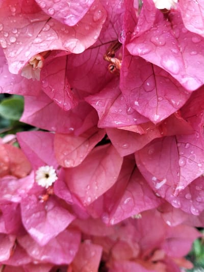 A close-up shot features pink bougainvillea flowers adorned with water droplets. The vibrant pink bracts overlap, revealing intricate vein patterns and subtle color variations. Tiny white flowers nestle amidst the petals. The water droplets add a sparkling effect, enhancing the texture of the flower. Green foliage is visible in the background, providing a contrasting element to the overall pink hues.