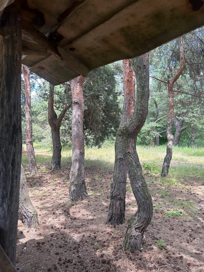 This is a photograph taken from underneath a rustic wooden structure, possibly a shelter or observation point, in a forest. The structure's roof and supporting beams are visible in the foreground. Beyond the structure, a grove of pine trees dominates the scene. The ground is covered in pine needles and numerous pine cones. The trees exhibit irregular growth patterns, with some trunks appearing gnarled or bent. The environment suggests an outdoor, natural setting, likely in a park or wooded area. The image appears to have been taken during daylight hours under a clear or partly cloudy sky. There are no people or animals visible in the photograph. The setting is consistent with the natural landscape found in and around Chmyrivka, Ukraine, where such pine forests are common.