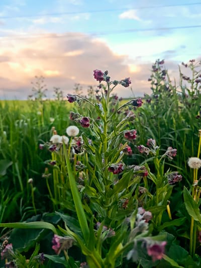 A low-angle, outdoor shot shows flowering plants in a field near Курово, Russia. The primary plant is a tall, green-stemmed specimen with small, burgundy-colored flowers clustered along its length. Surrounding it are grasses and dandelion seed heads. The background shows more of the field, stretching to the horizon. Above, a sky with pale blue and pink-tinged clouds is visible. Two dark electrical wires are visible in the background of the sky.