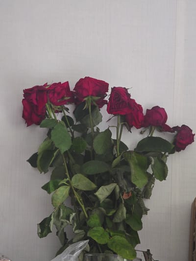 A bouquet of wilting red roses is arranged against a textured, off-white wall. The roses, with their deep red petals, are showing signs of decay, with some petals appearing dry and curled. They are attached to long, green stems with visible leaves, many of which are also dry and drooping. The bouquet is positioned towards the bottom left of the frame. The background wall has a subtle vertical pattern and appears to be indoors. The lighting suggests a natural light source from the left, casting soft shadows. No people or animals are present in the image. The scene is devoid of any specific landmarks that would indicate its location within Zeewolde, Netherlands.