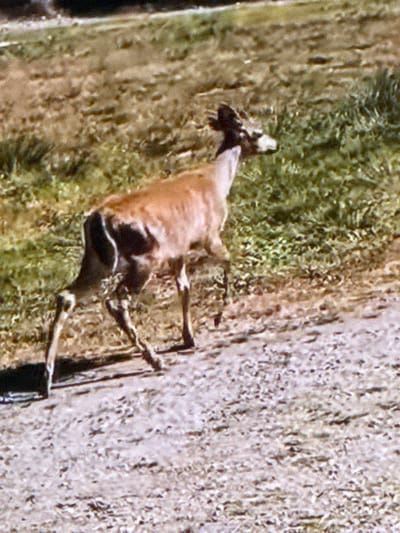 A deer is walking along a dirt path in Springboro, Ohio. The deer is a reddish-brown color with dark markings on its legs and tail. It is facing to the right and appears to be moving away from the camera. The background is a grassy area with some trees. The image is taken from a high angle, looking down at the deer.