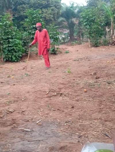 The image captures an outdoor scene featuring an older individual in a rural or semi-rural setting. The central figure is an elderly person, likely male, with dark skin, positioned slightly to the left of the frame's center. He is wearing a bright, long-sleeved red or orange traditional-style outfit, consisting of a tunic top with intricate patterns or embroidery on the chest and matching pants. A red cap or head covering is also worn on his head, matching his attire. He is wearing dark sandals or flip-flops on his feet. The individual holds a light-colored wooden stick or staff in his left hand, which appears to be used for support. He is looking slightly to his left, with a neutral to slightly smiling expression.

The ground is a predominant feature of the image, appearing as reddish-brown earth or soil, characteristic of lateritic soil. It is unpaved and uneven, with scattered dry leaves, small twigs, and sparse patches of green grass or weeds. Several small, round, orange-colored objects, possibly fallen fruits like oranges, are visible on the ground. One is near the person's left foot, another further to the right, and a third in the midground on the left. A small, dark, possibly damp or slightly burnt patch of ground is also visible in the foreground.

The background and midground are filled with lush green vegetation. Various bushes and trees, some with broad leaves and others denser, create a natural, verdant backdrop. On the far right, some taller, broad-leafed plants, possibly banana trees, are visible. The overall lighting suggests it is daytime, with soft, diffused light, indicating either an overcast sky or perhaps early morning/late afternoon, as there are no harsh shadows. The atmosphere appears calm and unhurried.