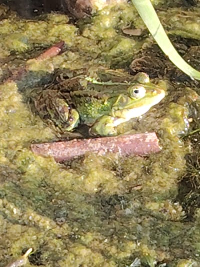 A frog is sitting in murky water amongst green algae and debris. It is a green frog with brown markings. A thin pink object is in front of the frog, partially submerged in the algae. A single green blade of grass arches over the scene. The setting appears to be a pond or wetland area in the Заямнаўскі сельскі Савет, Belarus region.