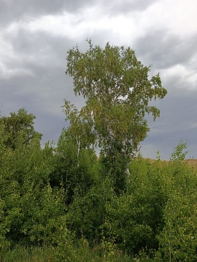 A lone birch tree with lush green foliage stands amidst a dense thicket of smaller trees and bushes under a cloudy sky. The background reveals a golden-brown field stretching towards the horizon. The scene is devoid of any human presence.