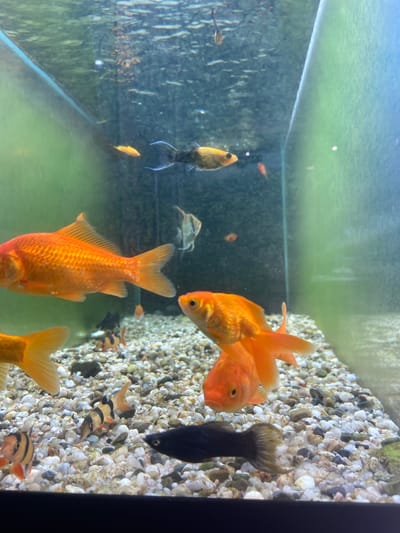 The media file shows an aquarium filled with various types of fish swimming in clear water. The aquarium has a gravel substrate at the bottom and appears to be indoors. Several goldfish are prominent, one large orange goldfish is in the foreground, and another smaller one is partially visible in the upper right. There are also a few black and orange striped fish, possibly Kuhli loaches, in the middle right of the image, and a black fish with a distinct tail fin is positioned in the upper right. A small yellow fish is swimming in the mid-left of the tank. The lighting suggests it is daytime, and the overall scene is calm and natural, characteristic of an aquarium environment. No people are visible, and there is no text present in the media file. The location context is Bolesławiec, Poland, but this cannot be visually inferred from the image itself.