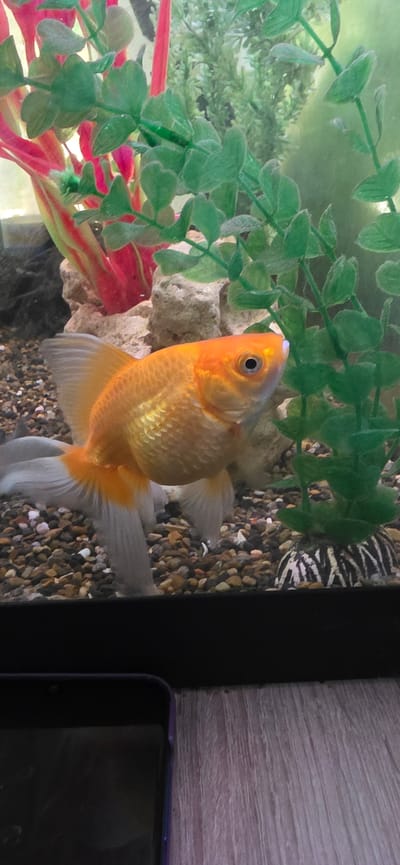 In the city of Электротехник Снт, Russia, a goldfish swims in an aquarium. The aquarium is filled with small, multi-colored pebbles and features artificial green and red plants. A black phone case is partially visible in the foreground.
