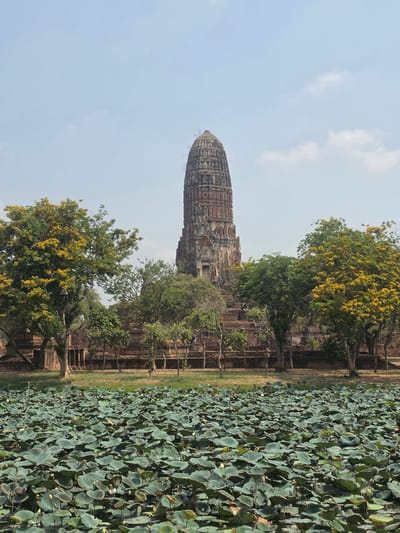 The image shows a tall, ancient temple or stupa made of red brick or stone, with a rounded or conical top, rising from a flat landscape. The temple is surrounded by trees with green and yellow leaves. To the right of the temple, there is a body of water covered with dense green vegetation, likely lotus plants or lily pads. The sky is pale blue with a few clouds. The scene appears to be taken in the Historic City of Ayutthaya, Thailand, likely capturing one of the temples within the area. The image is oriented vertically, appearing to have been rotated from its original horizontal position.