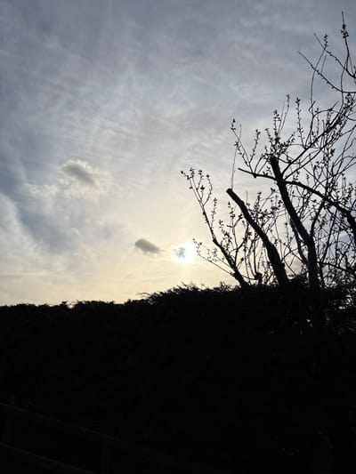 The image depicts an outdoor scene in Snailbeach, United Kingdom, captured against a bright sky with the sun low in the frame, creating a strong silhouette effect. The upper half of the image features a cloudy sky, transitioning from a bright, almost white and yellow hue around the partially obscured sun (located slightly right of center, about one-third up from the bottom) to a pale blue-grey with wispy clouds higher and to the left. The sun's disk is visible, partially veiled by a small, defined cloud. The lower two-thirds of the image are rendered in deep silhouette. A dense, dark hedge or line of evergreen trees forms a continuous horizontal band across the midground. To the right, a large, multi-trunked deciduous tree or shrub is prominently silhouetted against the sky. Its branches, some appearing pruned, are covered in numerous small buds or nascent leaves, indicative of early spring foliage. The lowest portion of the image is completely black, with faint outlines of what appears to be a wooden fence or railing visible in the bottom-left corner. No people or animals are visible, and no specific actions or interactions are depicted.