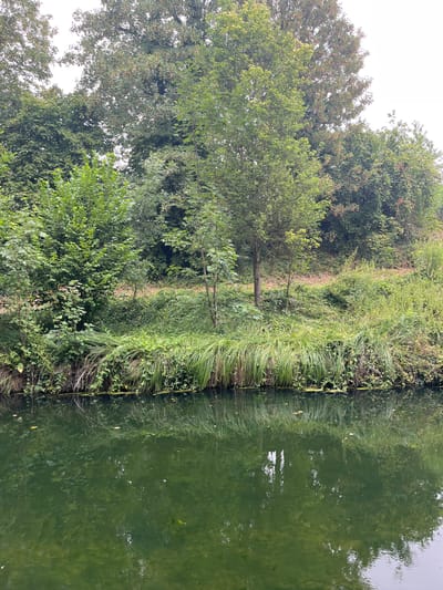 The image depicts a tranquil canal scene in Villeparisis, France. The canal's surface is a deep green, reflecting the lush vegetation that lines its banks. Tall grasses and leafy trees create a dense backdrop of greenery, with some trees exhibiting a slight autumnal hue. The sky above is overcast, casting a soft light on the scene. The canal banks are natural and unmanicured, suggesting a more rural or naturalistic setting within the town. There are no visible people or man-made structures in the frame, emphasizing the natural beauty of the waterway and its surroundings.