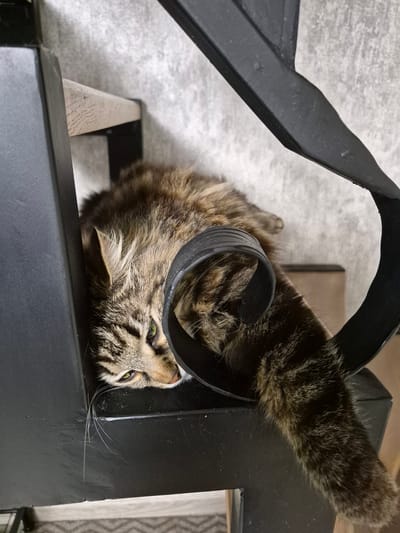 A domestic tabby cat, displaying a brown and black striped mackerel pattern, is observed resting on its left side on a black metal stair structure in the city of Hlevakha, Ukraine. The cat's head is oriented towards the lower left of the frame, with its green eyes partially open and looking forward. Its right ear is prominent, exhibiting tufts of white fur. The cat's body is elongated along the stair tread. A black, ribbed, curved object, likely a component of the stair's railing or support, is positioned over the cat's midsection. Its striped tail extends downward past the edge of the black stair. To the upper left, a light-colored wooden stair tread is visible. The background consists of a light gray, textured wall. A portion of a patterned floor or rug is visible at the very bottom edge of the image.