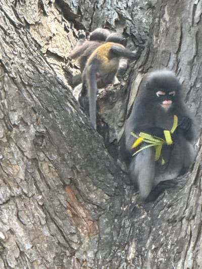 Two monkeys are nestled in the bark of a tree. One is dark grey, with a small cluster of yellow-green leaves resting on its back. The other monkey, adjacent and slightly below, has a yellow underside and a grey back. Both appear to be sleeping or resting, blending into the rough texture of the tree bark.