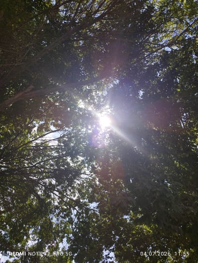 The image shows a view looking up through the branches and leaves of a tree towards a bright sun. The sun is partially obscured by the foliage, creating a lens flare effect and bright rays of light shining through the leaves. The sky is visible in patches between the leaves and branches. The bottom of the image contains text overlays, indicating "REDMI NOTE 11 PRO 5G" and "04.07.2026 11:55". The scene appears to be outdoors, possibly in a park or garden, on a sunny day in Hidoyat mahallasi, Uzbekistan. There are no people or specific objects visible other than the natural elements of the tree, sun, and sky.