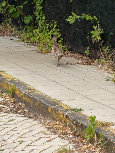 A bird with mottled brown and tan plumage, likely a pheasant, is walking on a concrete sidewalk with rectangular paving stones. The sidewalk is bordered by a raised curb with yellow markings on its top edge. To the left of the sidewalk is a strip of ground with scattered leaves and debris, transitioning to a paved area with a decorative pattern. To the right of the sidewalk, the ground is overgrown with dry grasses, weeds, and some green vegetation, behind which is a dense, dark green hedge or bush. The scene appears to be outdoors, possibly along a street or pathway in Amstelveen, Netherlands. There are no people visible. The overall environment suggests an urban or suburban setting with some natural elements.