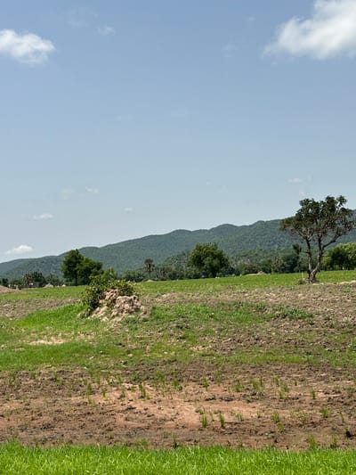 An outdoor, low-angle, full shot captures a lush green landscape under a clear blue sky with sparse white clouds. In the foreground, a recently tilled field shows patches of rich brown soil interspersed with rows of young green shoots. To the left, a mound of earth is covered with green vegetation. Further back, a cluster of trees stands amidst a gently sloping field. On the horizon, a range of verdant, tree-covered hills forms a majestic backdrop. A solitary tree with a thick trunk and a full canopy stands to the right of center, its branches reaching towards the sky. The scene is devoid of any human presence or activity. The location is the city of Atawa, Nigeria.