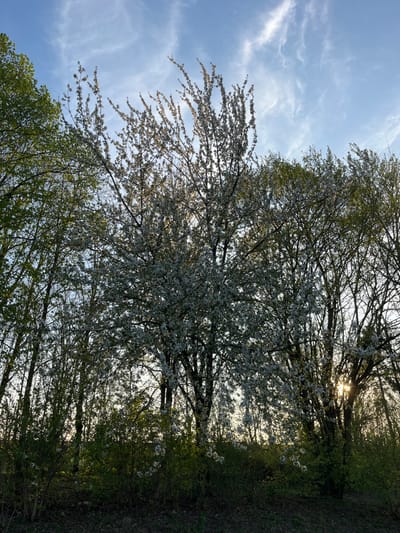 The image shows a cluster of trees with white blossoms. The trees are silhouetted against a bright, blue sky with white, wispy clouds. The sun shines brightly in the upper right corner of the frame, casting light through the branches and leaves. The scene is located in the city of Saint-Brice-Courcelles, France, at the coordinates 49.283 latitude and 4.004 longitude. The ground beneath the trees is obscured by a thick layer of green vegetation, giving the impression of a dense, woodland setting. The image was likely captured during the spring or summer months when trees are in bloom. There are no people or animals visible in the image.