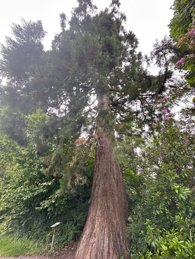The image shows a large tree, likely a redwood or sequoia, with a thick, reddish-brown trunk. The tree is surrounded by dense green foliage, including rhododendron bushes with pink flowers in the upper right portion of the image. A small, silver signpost stands in the lower left quadrant of the image, amidst the greenery. The sky is overcast and bright. The scene appears to be in a park or garden setting within Castlecomer, Ireland.