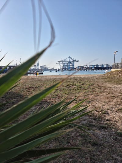 The image captures a view of the port facilities and coastline in Birżebbuġa, Malta. In the foreground, large green palm leaves are blurred and out of focus, creating a natural frame for the scene. Beyond the foliage, a sandy and grassy area transitions to the blue water of the harbor. Several small boats and a larger ship are visible on the water. Dominating the background are numerous large blue shipping cranes, characteristic of a container port. The sky is clear and blue, suggesting a sunny day. A lamppost stands on the right side of the image, and a low fence or wall marks the edge of the developed area. The overall impression is of an industrial port situated within a coastal environment, with elements of nature in the foreground.