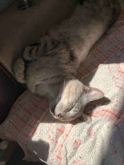 A grey tabby cat is sleeping on its back on a white towel with a pink checkered pattern. The cat's belly is exposed, and its paws are curled up. The cat's head is tilted back, and its eyes are closed. Sunlight is streaming in from the left side of the image, casting a shadow on the cat and the towel. The background is dark and out of focus, but it appears to be an indoor setting. The overall mood of the image is peaceful and relaxed, suggesting a warm and sunny day. The location context is Zamostia, Ukraine. There is no visible text in the image.