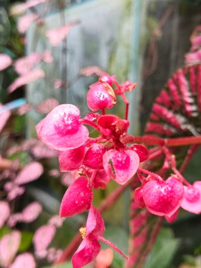 A cluster of small, vibrant pink flowers, resembling hearts, dominate the frame. They are attached to a reddish stem, with a blurred striped leaf visible on the right side. Other similar flowers are present in the background, adding depth. The backdrop is a muted green and grey, creating a soft contrast to the vivid foreground. The overall composition is a close-up, highlighting the delicate details of the flowers and their arrangement.