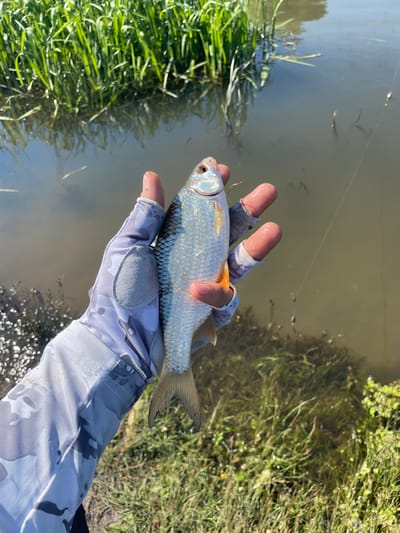 A person's gloved hand holds a small, silver fish with orange fins over murky water. The person is wearing a light gray, camouflage-patterned fishing glove with open fingertips. The fish is positioned horizontally, with its head facing left and its tail to the right. The water appears still, with green reeds and grass growing along the bank and reflecting on the surface. A fishing line with a small float is visible in the water to the right of the fish. The overall scene suggests a person is fishing in a natural body of water. The location is not specified in the image.