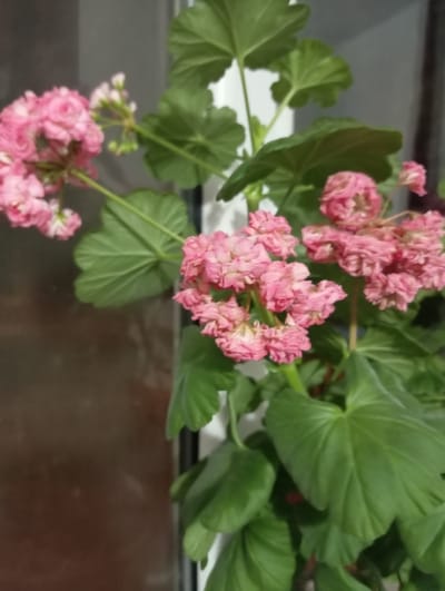 This image shows a close-up view of a potted geranium plant with pink flowers. The plant has several clusters of small, ruffled pink blossoms and large, green, lobed leaves. The flowers are in various stages of bloom, with some appearing fully open and others still forming buds. The plant is positioned in front of a window with a dark, reflective surface to the left and a white vertical frame to the right. The background suggests an indoor setting, possibly a windowsill. There are no people or animals visible in the image. The lighting appears to be artificial, creating soft shadows. The image is focused on the plant, with the background slightly blurred. The context of Ак-Жар, Kyrgyzstan, is not visually represented in this image.