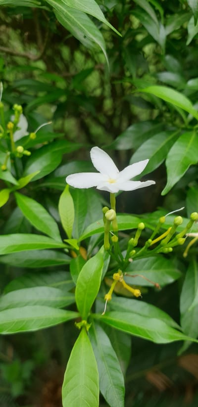 The image shows a close-up of a white flower with five petals and a yellow center, set against a backdrop of lush green leaves and some unfurled flower buds. The flower is the central subject, positioned slightly to the right of the frame, with its petals spread open. The leaves are a vibrant green, with some appearing glossy and others matte. The unfurled buds are elongated and green, some with hints of yellow. The background is a blur of green, suggesting a natural, possibly garden or natural environment. The lighting appears to be natural daylight, illuminating the flower and its surrounding foliage. The scene depicts a moment of natural beauty within a green, leafy environment. There are no people or specific urban elements visible to place it in Rooppur, Bangladesh.
