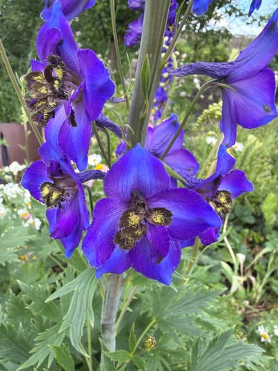 The image depicts a cluster of vibrant purple delphinium flowers in bloom, with a focus on the intricate details of their petals and centers. The flowers are positioned vertically on a green stalk, with several blossoms in various stages of opening. The centers of the flowers are characterized by fuzzy, yellow-brown stamens. The background is a soft blur of greenery, suggesting an outdoor garden setting. There are also hints of other smaller white flowers scattered within the foliage. The scene is set in Lyambir', Russia, although no specific landmarks or structures are identifiable to pinpoint an exact location within the city.