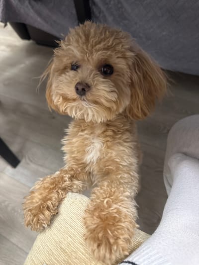 A close-up, angled shot depicts a small, curly-haired, light brown dog lying down indoors. The dog is facing the camera. Its fur is dense and curly. The dog's left eye is visible. The background consists of what appears to be furniture, with a light gray object on the left and a white sock next to a tan-colored fabric. The floor is light gray. The exact location in the city of слобода Старая, Russia cannot be determined from the image.