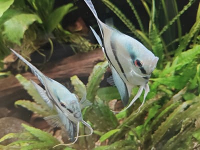The image shows two angelfish swimming in an aquarium. The fish are light blue with dark vertical stripes and red eyes. They have long, flowing fins. The aquarium contains green aquatic plants and a piece of driftwood. There is no information to suggest this image is located in Süpplingen, Germany.