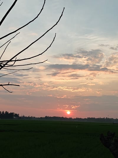 The image displays a rural landscape in Mee Pangwa, Indonesia, at sunrise or sunset. The sky, occupying the upper two-thirds, transitions from light blue-grey at the zenith to vibrant orange, pink, and red hues near the horizon, illuminated by a prominent, circular, orange-red sun positioned low above the distant tree line. Scattered stratocumulus clouds are visible, displaying grey, pink, and orange tones. In the upper left foreground, several dark, bare tree branches are silhouetted against the sky. The lower third of the image consists of an expansive, lush green field, consistent with a rice paddy. A dark, irregular, possibly wooden object is partially visible in the bottom right foreground. Along the distant horizon, a dark silhouette of a tree line, interspersed with what appear to be distant structures and utility poles, separates the field from the sky. A single white bird stands in the green field, slightly right of center. A small, dark, flying object is discernible in the upper right quadrant of the sky. No human subjects are present.