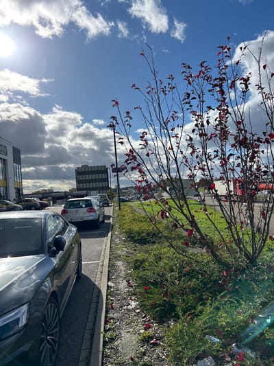 The image depicts an outdoor commercial or industrial park area on a sunny day with scattered clouds in Fegersheim, France. The specific location is identified by visible signage as the vicinity of "RÉSIDENCE BRYSE" and "PORTIQUE" establishments, suggesting 1 Rue de l'Europe, 67640 Fegersheim.

In the foreground, to the left, the front driver's side of a dark-colored sedan, likely an Audi, is parked parallel to a paved curb. To the right, a multi-stemmed deciduous shrub with mostly bare branches and clusters of small, deep reddish-brown leaves occupies a grassy verge, interspersed with smaller green ground cover. Scattered reddish leaves and some white litter are visible on the ground within the verge.

The midground features a paved parking area with several vehicles parked parallel to the curb. Directly behind the foreground sedan is a silver Volkswagen Golf with French license plate "DK-374-DQ". Further down the parking lane, additional cars are visible. A black streetlamp pole with an obscured blue street sign is situated behind the central shrubbery. Beyond the parking lane and verge, a larger paved area contains numerous parked vehicles, including a white semi-trailer truck to the right.

The background on the left shows a modern building with light-colored panels and dark-framed windows, bearing partial signage "RÉSIDENCE BRYSE." In the center-background, a dark, multi-storied building with horizontal bands is visible. Other low-rise commercial or industrial structures are present further in the background. The sky is bright blue with scattered white cumulus clouds, and the sun, positioned in the upper-left, casts strong light, creating a lens flare and distinct shadows. No individuals are present in the scene.