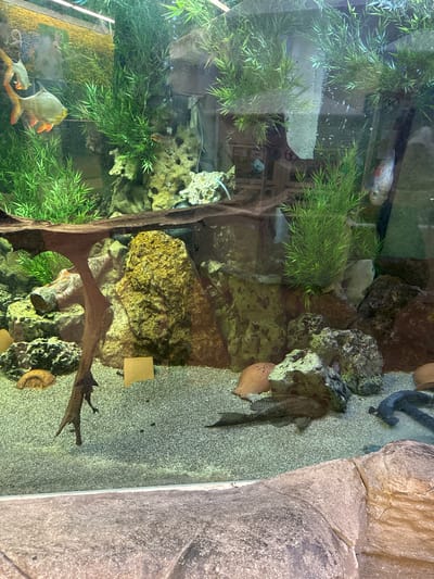 The image shows an aquarium, possibly at the Animal Discovery exhibit in Villebon-sur-Yvette, France. The tank is densely populated with artificial plants, rocks of varying sizes, and a piece of driftwood. At least three fish species are visible: a large, pale-colored fish with red fins, a white fish, and a dark-spotted plecostomus. A dark eel-like fish is also present. The tank substrate is light-colored gravel. A small, rectangular sign is affixed to a rock on the right side of the tank. The image is taken at an angle, looking down into the tank. The glass is somewhat reflective.