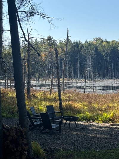 This image depicts an outdoor recreational area in Otego, United States, overlooking a marshland. In the foreground, a stack of cut firewood logs is visible on the far left. Adjacent to this, a gravel-covered ground features a seating arrangement consisting of four dark-colored Adirondack-style chairs positioned around a circular, black metal fire pit. No individuals are present.
The midground is dominated by a marsh or swamp, characterized by standing water reflecting the sky, numerous skeletal, barkless dead trees, and patches of tall, dry, yellowish-brown grass. Some green ferns are interspersed among the dry vegetation. The background features a dense forest of dark green coniferous trees, extending to the horizon under a clear, bright blue sky. The scene is illuminated by natural sunlight, casting shadows.