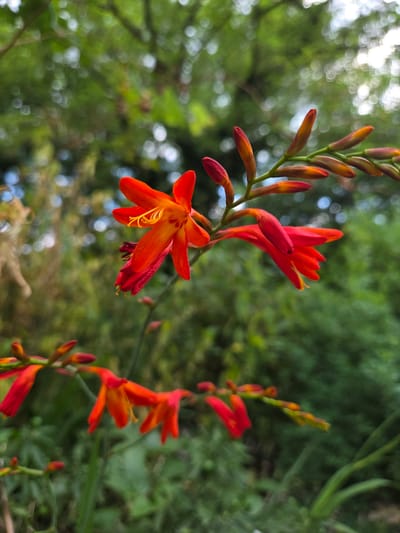 The image shows a close-up view of bright orange and red flowers with yellow stamens, likely Montbretia or Crocosmia. The flowers are on a stem with several buds, some of which are also reddish-orange. The background is softly blurred, showing lush green foliage and out-of-focus white and light blue circles of bokeh, suggesting sunlight filtering through leaves. The overall impression is one of vibrant natural beauty. The flowers appear to be in bloom, with one prominent flower fully open and others in various stages of opening or as buds. The lighting suggests it is daytime, with natural light illuminating the flowers. The setting is outdoors, likely in a garden or a natural area with dense greenery. No people, text, or specific events are visible. The location context indicates this photo was taken in Doneztebe / Santesteban, Spain.