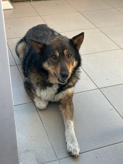 A medium-sized dog with brown and black fur is lying on a tiled floor, looking up at the camera with its mouth slightly open, revealing its teeth. The dog's head is tilted to the side, and one of its front legs is extended forward. The floor is made of light-colored square tiles with visible grout lines. The scene appears to be outdoors, possibly on a patio or balcony, given the lighting and the glimpse of what looks like a brick wall on the left edge of the frame. The lighting suggests it is daytime. The dog's expression could be interpreted as playful or curious. There is no visible text in the image.