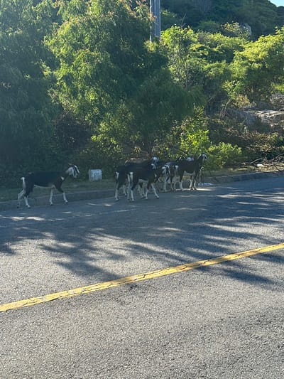 The image shows a group of goats on the side of a paved road in Vĩnh Hải, Vietnam. The goats are mostly black and white, with some appearing to be juveniles. They are gathered on the asphalt shoulder, with some standing close to a curb. In the background, there is a steep, tree-covered hillside. The road has a broken yellow line painted on it, and shadows from trees are cast across the asphalt. The lighting suggests it is daytime, with sunlight illuminating the scene from the right. There are no people visible in the image.