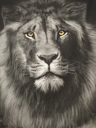 The image is a close-up, grayscale portrait of a lion's face. The lion has a dark mane and piercing yellow eyes. Its expression is intense and focused. The texture of the lion's fur and mane is detailed, with individual strands visible. The lighting casts shadows that emphasize the contours of its face, creating a dramatic effect. There is no discernible urban environment or any indication of a location within Parabel, Russia. The image appears to be a photograph or a highly detailed drawing of a lion.