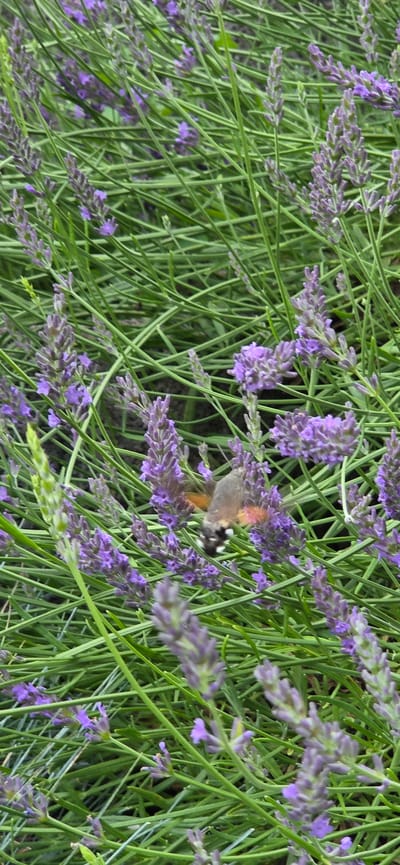 The image depicts a close-up view of lavender plants, with a hummingbird hawk-moth actively feeding on the purple flowers. The scene is filled with the slender green stalks and delicate purple florets characteristic of lavender. The hummingbird hawk-moth, with its distinctive long proboscis extended into a flower, is captured mid-action, its wings blurred by rapid movement. The moth displays a mix of brown, grey, and white coloration, with hints of orange on its abdomen and chest. Its eyes are dark and prominent, and its white markings around the eyes and on its thorax are visible.
The overall impression is one of a vibrant, natural setting, likely a garden or field where lavender is in bloom. The lighting suggests it could be daytime, possibly mid-morning or late afternoon, given the soft illumination. There are no people visible in the image, and the focus is entirely on the interaction between the insect and the flora. The background is a soft blur of more lavender and green, emphasizing the sharpness of the moth and the flowers it is visiting. The texture of the lavender petals and the fine details of the moth's body are rendered with a good level of clarity, despite the dynamic nature of the subject. The setting appears to be outdoors, in a place with abundant plant life. The image evokes a sense of peaceful observation of nature's small wonders. No text is visible in the image. The location context provided indicates Manderbach, Germany, which aligns with the visual cues of a temperate European garden or natural landscape.