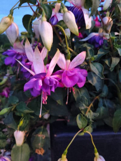 A close-up photograph captures a cluster of fuchsia flowers with vibrant purple and pink petals against a blurred backdrop of dark green leaves and a hint of blue sky. The flowers, with their delicate, drooping forms, exhibit a range of bloom stages, from tightly closed buds to fully opened blossoms. The image is shot with a shallow depth of field, drawing the viewer's attention to the intricate details of the flowers. There are no people or discernible urban elements, and the scene appears to be a natural setting within the rural district of Wychavon, United Kingdom.