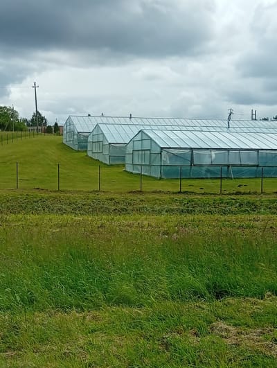 The image depicts a row of several large, transparent greenhouses situated on a grassy hillside in Šaukėnai, Lithuania. The greenhouses, constructed with a light-colored, translucent material, are arranged in a line and appear to be of significant length. The surrounding environment is predominantly green, with well-maintained grass covering the ground. A simple wire fence with occasional posts runs across the foreground, separating the viewer's perspective from the greenhouses. In the background, trees and some low buildings are visible, suggesting a semi-rural or agricultural setting. The sky is overcast with heavy clouds, casting a diffused light on the scene. There are no people or animals visible in the image. The overall impression is one of an agricultural facility or research station.