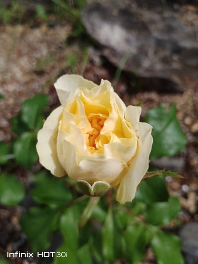 A close-up, eye-level shot focuses on a light yellow rosebud with several unfurled petals. The rose's center is a deeper orange-yellow. Green leaves surround the rose, and thorny stems are visible at the bottom. The background is a blur of brown earth, small rocks, and some out-of-focus green foliage. The bottom left corner of the image displays "Infinix HOT 30i" in white text. The image appears to have been taken outdoors in natural light. There is no indication of the specific location within Kedrovy, Russia.