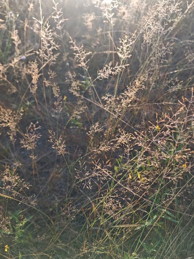 The image depicts a close-up view of dried grass and some green vegetation, with the sun shining through the stalks, creating a bokeh effect. The grass appears to be in a natural, uncultivated area. There are small water droplets on some of the grass stalks, suggesting dew or recent rain. The overall impression is one of a peaceful, natural setting. The location specified, Глыбаўскі сельскі Савет, Belarus, indicates this scene is likely in a rural or semi-rural area of Belarus. There are no people or animals visible in the image.