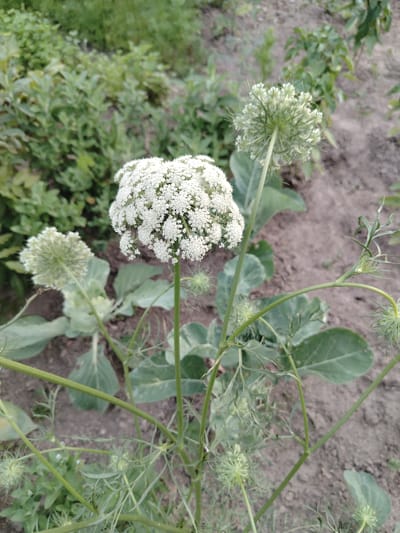 This media file depicts a close-up, eye-level view of a Queen Anne's Lace plant in a garden setting. The primary subject is the plant's characteristic white, lacy flower clusters, with one prominent, fully bloomed umbel in the center-right of the frame. To the left, a smaller, immature umbel is visible, still in its developing, spiky green stage. The plant has delicate green stems and feathery foliage.
The background is a garden with other greenery and soil. The foliage in the background appears to be a mix of leafy plants, some appearing broad and green, while others are more textured. The ground is composed of light brown soil, suggesting an outdoor, cultivated environment. The overall lighting and soft focus of the background suggest it is likely daytime, with overcast or diffused light, as there are no harsh shadows.
The scene is tranquil and natural, with no people or animals present. The focus is entirely on the botanical details of the Queen Anne's Lace. The location context provided places this scene in the Znamenski Village Council, Belarus, indicating a rural or semi-rural agricultural or garden setting within that region. There is no visible text in the image.