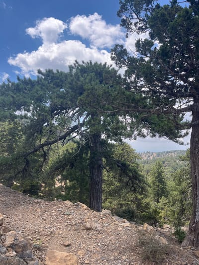 The image depicts a natural landscape near Prodromos, Cyprus, characterized by a rocky, uphill path in the foreground, leading into a dense coniferous forest. The path is covered with small to medium-sized stones and scattered larger rocks. Two large pine trees, with thick, textured bark and extensive, spreading branches laden with dark green needles, dominate the midground and frame the view. The tree on the right has a gnarled, weathered appearance, while the one on the left displays more vibrant foliage.

Beyond the immediate trees, the landscape descends into a valley filled with a multitude of evergreen trees, creating a textured, undulating green expanse. In the far distance, the terrain rises into hills, and a hazy, pale sky with scattered white, puffy clouds is visible. The lighting suggests it is daytime, with sunlight filtering through the branches and illuminating parts of the scene. No people or animals are present. The overall atmosphere is one of a wild, mountainous terrain, typical of the Troodos Mountains region.