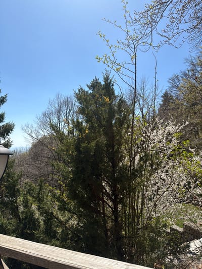 The image shows a view looking upwards towards the sky and various trees. The sky is a clear, light blue. A branch with budding green leaves is in the top left. To the right of this branch are larger, darker green trees. At the top right, there's a tree with white blossoms. Bare branches can be seen amongst the greenery. A wooden structure, possibly part of a fence, is in the lower right corner. The photo was taken during the daytime with ample sunlight. The location appears to be a natural, outdoor environment, possibly near or within the city of Ichera, Bulgaria, based on the prompt.